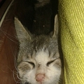 Drei Bauernhofkitten in letzter Minute gerettet