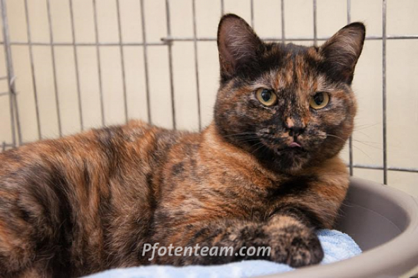 BESITZER GESUCHT , Katze mit Beckenfraktur in F - St. Louis gefunden