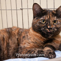 BESITZER GESUCHT , Katze mit Beckenfraktur in F - St. Louis gefunden