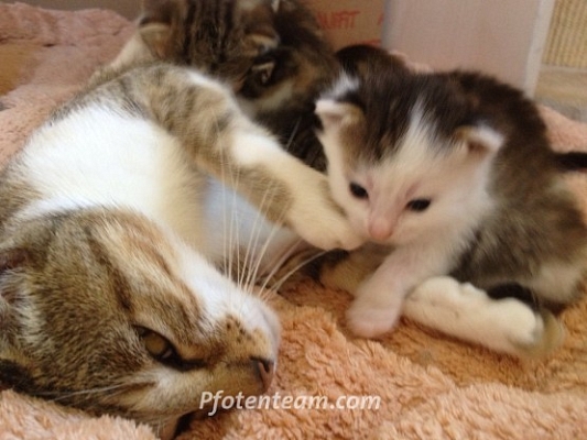 Und noch mehr Babykatzen: Tagebuch 3. Woche aus unserer dritten Kitten-Krabbelstube