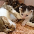 Und noch mehr Babykatzen: Tagebuch 3. Woche aus unserer dritten Kitten-Krabbelstube