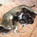 Und noch mehr Babykatzen: Tagebuch 3. Woche aus unserer dritten Kitten-Krabbelstube