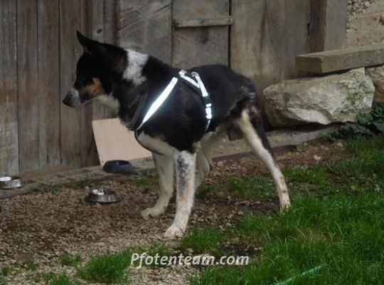 Balou's erste Schritte!!