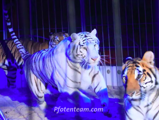SCHLUSS MIT TIEREN IM ZIRKUS! STOPPT DIE RAUBTIERHALTUNG UND -SHOWS IM LÖRRACHER WEIHNACHTSZIRKUS!