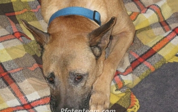 Stam - ein wundervoller Hund ist gegangen