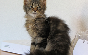 Der kleine Bijou ist gegangen