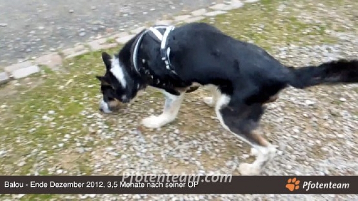 Balou macht unglaubliche Fortschritte
