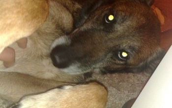 Roxanne hat es geschafft!