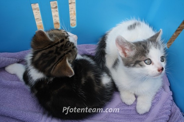 Katzenbabies am Strassenrand ausgesetzt
