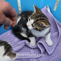 Katzenbabies am Strassenrand ausgesetzt