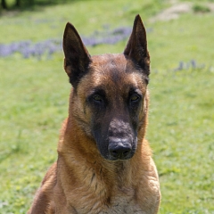Vasco
