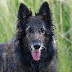 Kira