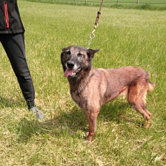 Venus - Sprengstoffspürhund in Rente