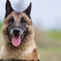 Dacota (Sprengstoffsuchhund)