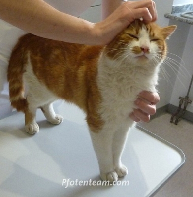 Kater am Flughafen Basel-Mulhouse gefunden - wer kennt oder vermisst ihn?/ Chat trouvé à l'aeroport Bâle