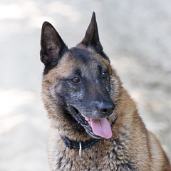 Dalzan