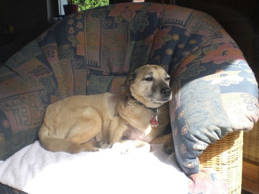 Elfie ist gegangen ...