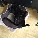 Blackbeard - verschmuster und absolut liebenswerter Jungkater