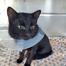 Blackbeard - verschmuster und absolut liebenswerter Jungkater