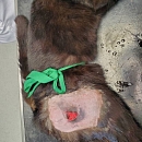 Blackbeard - verschmuster und absolut liebenswerter Jungkater