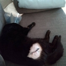 Blackbeard - verschmuster und absolut liebenswerter Jungkater