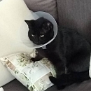 Blackbeard - verschmuster und absolut liebenswerter Jungkater