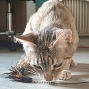 Raina -unkomplizierte, verschmuste und anhängliche Kätzin Europäische Hauskatze is