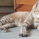 Raina -unkomplizierte, verschmuste und anhängliche Kätzin Europäische Hauskatze is