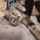 Raina -unkomplizierte, verschmuste und anhängliche Kätzin Europäische Hauskatze is