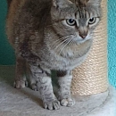 Raina -unkomplizierte, verschmuste und anhängliche Kätzin Europäische Hauskatze is