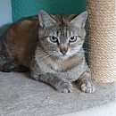 Raina -unkomplizierte, verschmuste und anhängliche Kätzin Europäische Hauskatze is