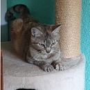 Raina -unkomplizierte, verschmuste und anhängliche Kätzin Europäische Hauskatze is