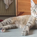 Raina -unkomplizierte, verschmuste und anhängliche Kätzin Europäische Hauskatze is