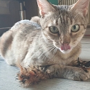 Raina -unkomplizierte, verschmuste und anhängliche Kätzin Europäische Hauskatze is