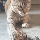 Raina -unkomplizierte, verschmuste und anhängliche Kätzin Europäische Hauskatze is