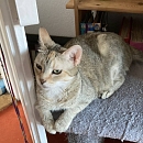 Queenie - sucht Einzelplatz mit Möglichkeit zum Freigang