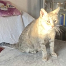Queenie - sucht Einzelplatz mit Möglichkeit zum Freigang