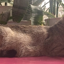 Queenie - sucht Einzelplatz mit Möglichkeit zum Freigang