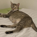 Queenie - sucht Einzelplatz mit Möglichkeit zum Freigang