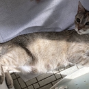 Queenie - sucht Einzelplatz mit Möglichkeit zum Freigang