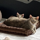 Queenie - sucht Einzelplatz mit Möglichkeit zum Freigang