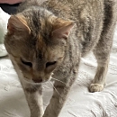 Queenie - sucht Einzelplatz mit Möglichkeit zum Freigang