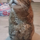 Cuche - verschmust und am liebsten Einzelkater mit Möglichkeit zu Freigang
