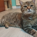 Cuche - verschmust und am liebsten Einzelkater mit Möglichkeit zu Freigang