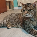 Cuche - verschmust und am liebsten Einzelkater mit Möglichkeit zu Freigang