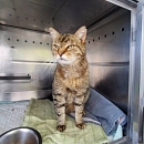 Cuche - verschmust und am liebsten Einzelkater mit Möglichkeit zu Freigang