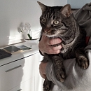 Layn- verschmuster Hundeversteher