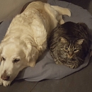 Layn- verschmuster Hundeversteher