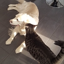 Layn- verschmuster Hundeversteher