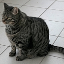Layn- verschmuster Hundeversteher